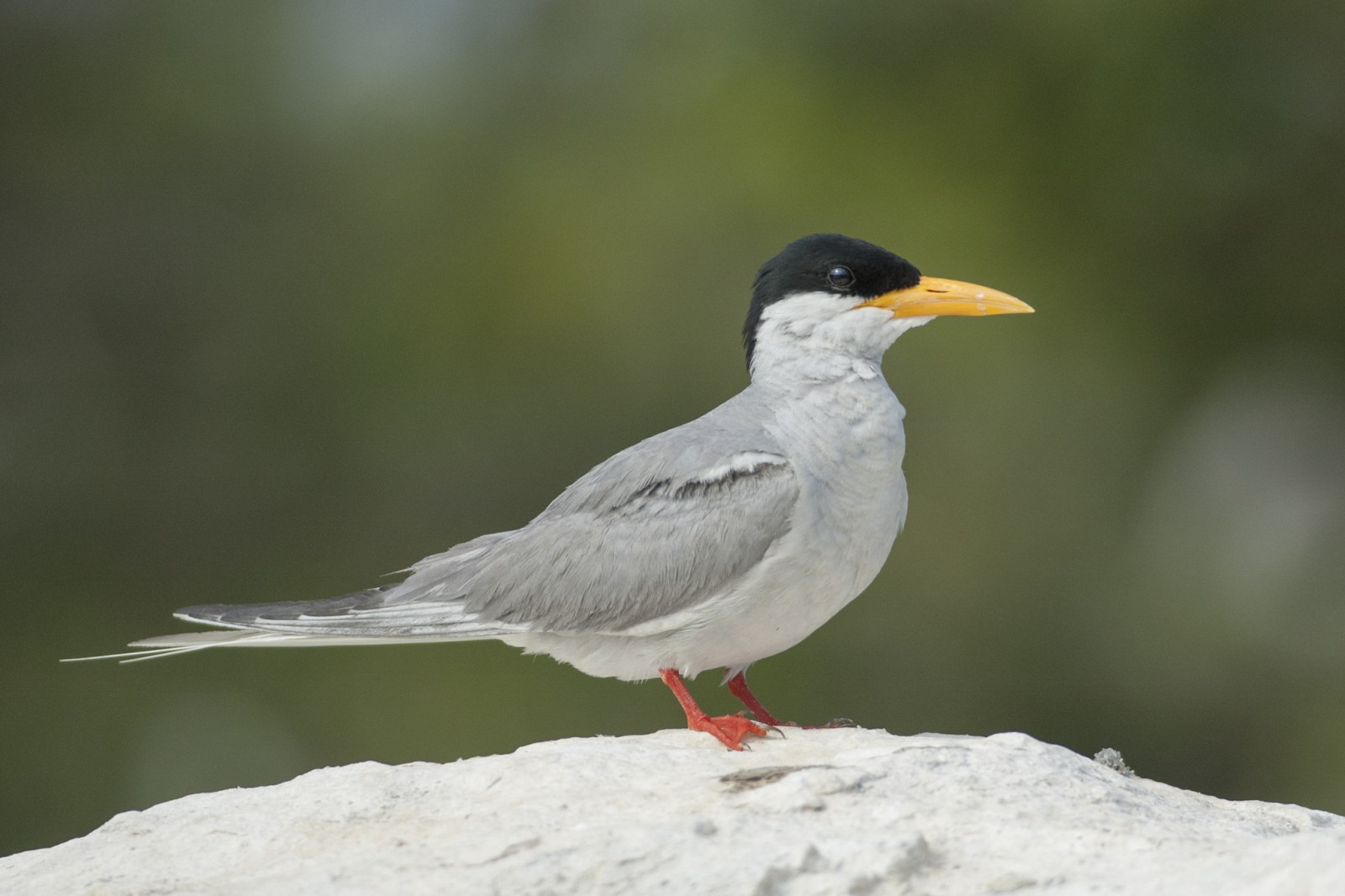 image River Tern